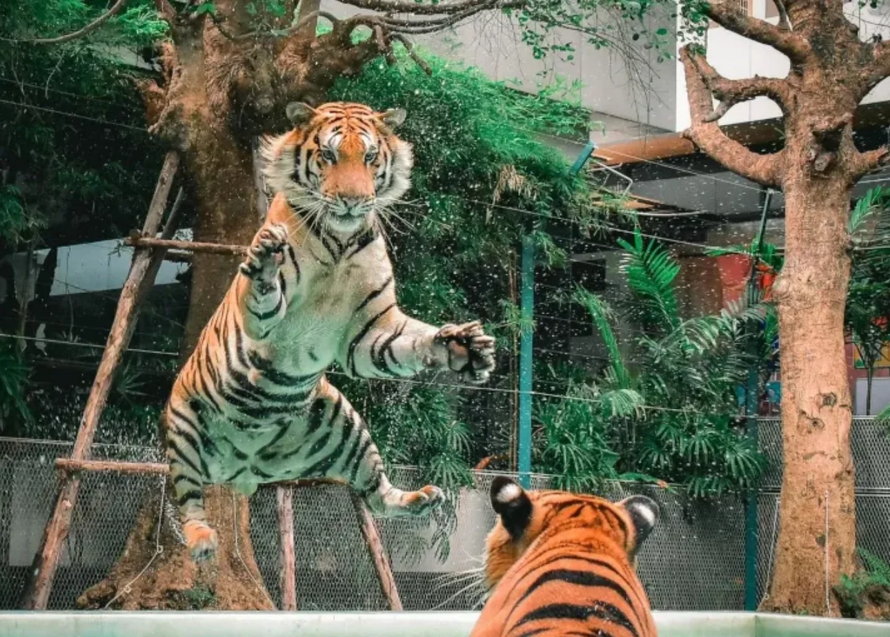 The Bangkok-Pattaya Escape Gallery Image